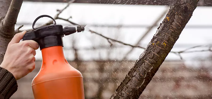 Orange Oil Structural Cavity Treatment in Kennesaw