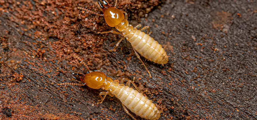 Natural Ant Hill Killer Treatment in Kennesaw