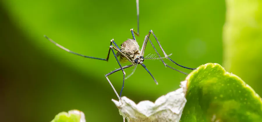 Natural Outdoor Mosquito Repellent in Kennesaw