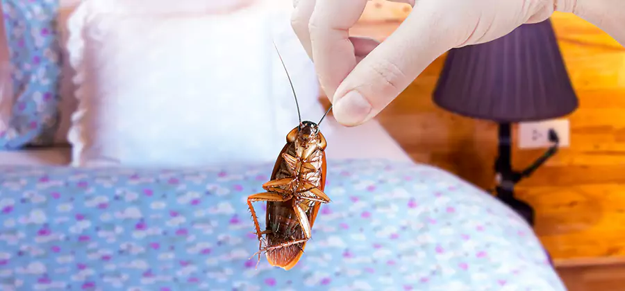 Bed Bug Inspection in Kennesaw