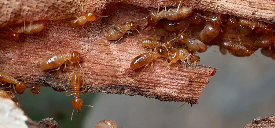 Termite Pest Management in Kennesaw
