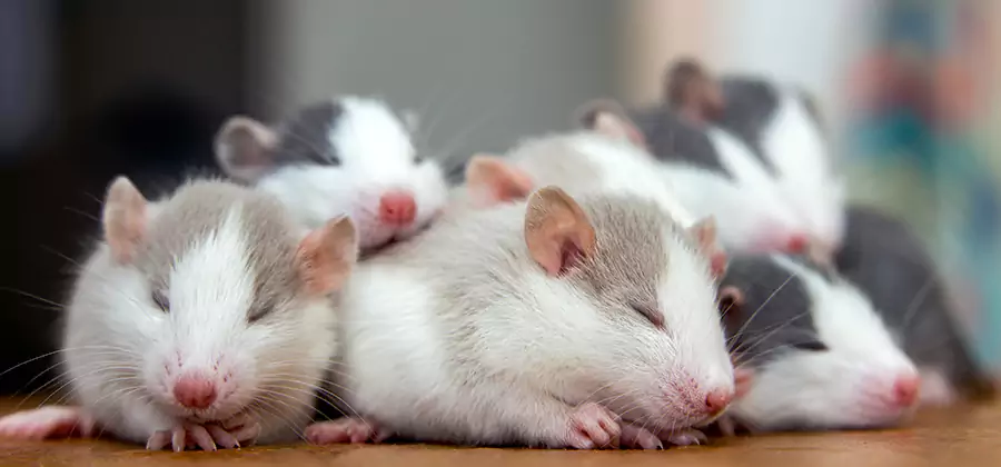 Rat Infestation Exclusion Service in Kennesaw