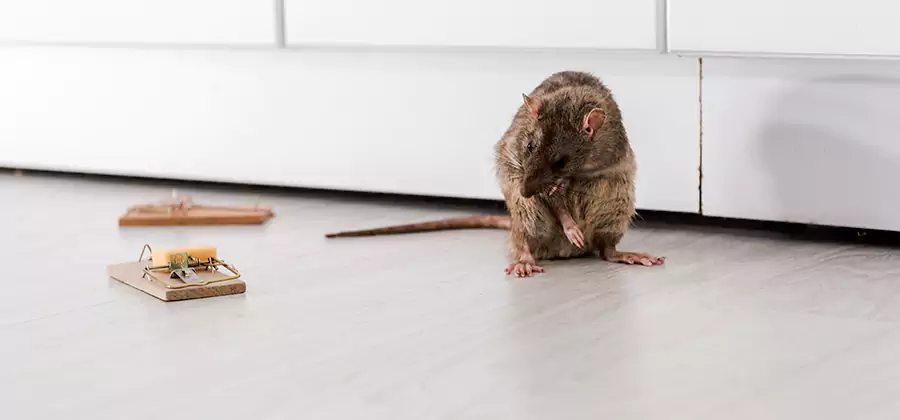 Rat Baiting Removal Service in Kennesaw