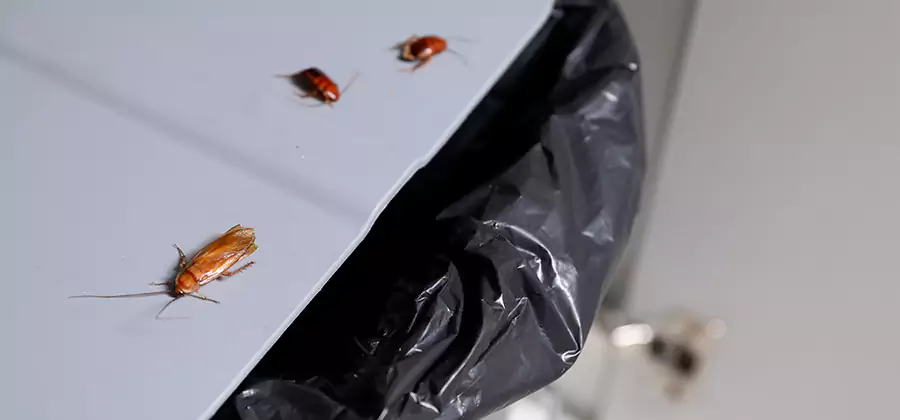 German Roach Pest Control in Kennesaw