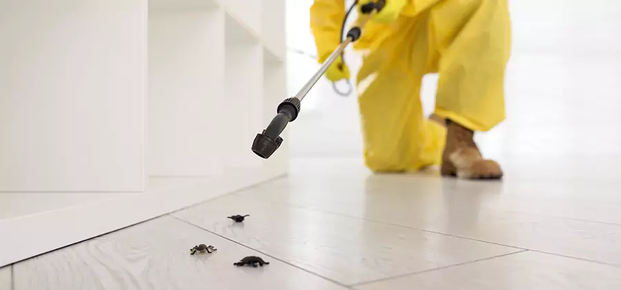 Roach and Bed Bug Exterminator in Kennesaw