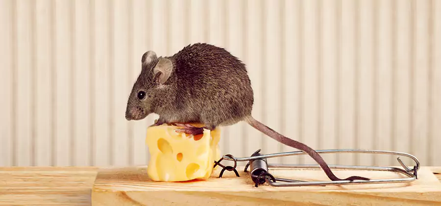 Commercial Rodent Exclusion Services in Kennesaw