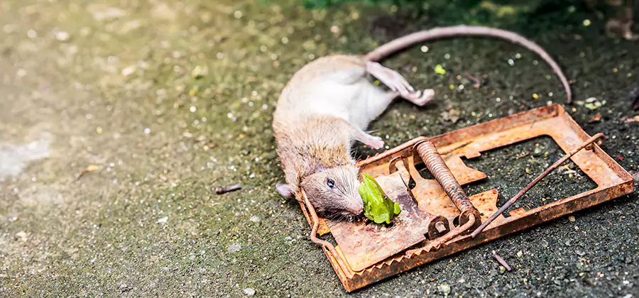 Rat Trapping in Kennesaw