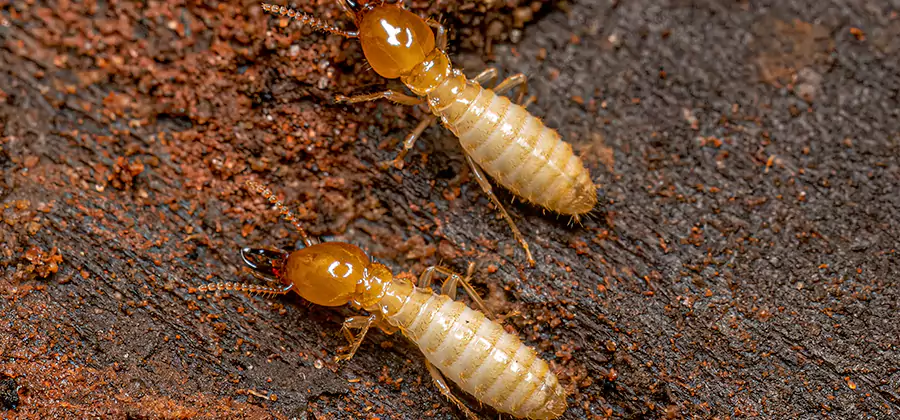 Sentricon Residential Termite Control in Kennesaw