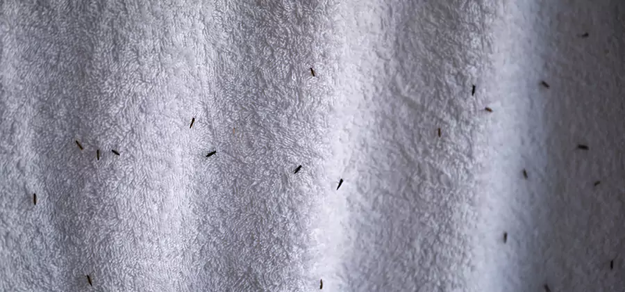 Small Black Ants in Bathroom Treatment in Kennesaw