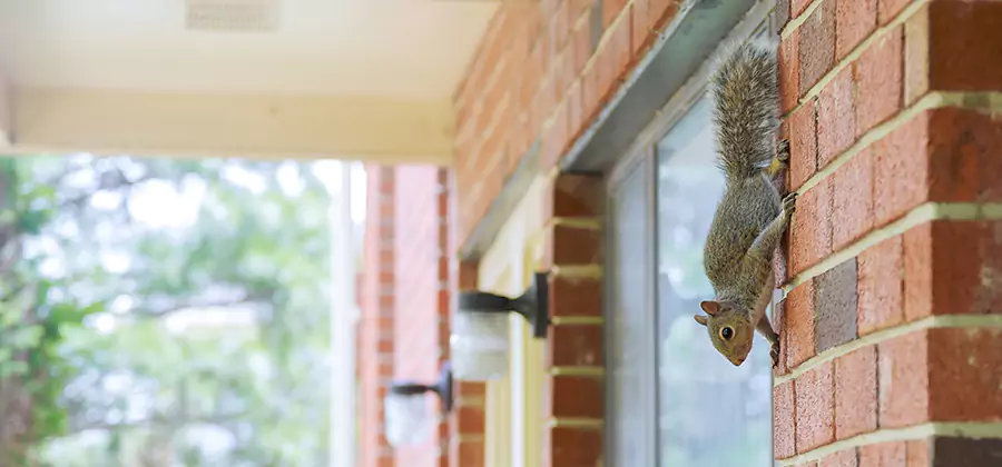 Squirrel Inside Walls Removal in Kennesaw