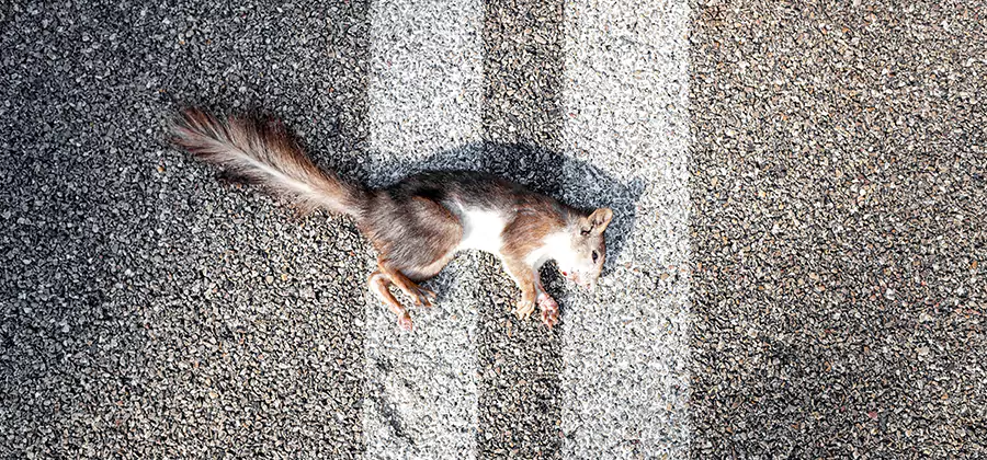 Dead Squirrel Removal in Kennesaw
