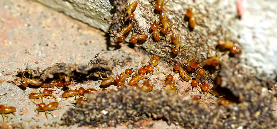 Wood Treatment and Localized Termite Solutions in Kennesaw