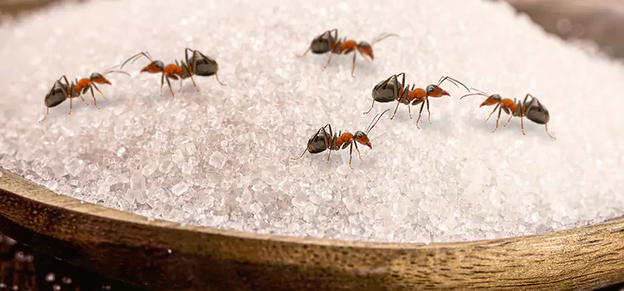 Indoor Sugar Ant Treatment in Kennesaw