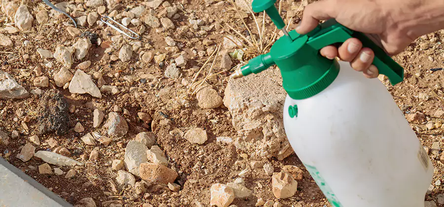 Heat Treatment Termite Cost in Kennesaw