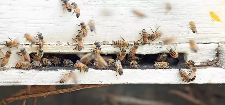 Residential Termite Fumigation in Kennesaw