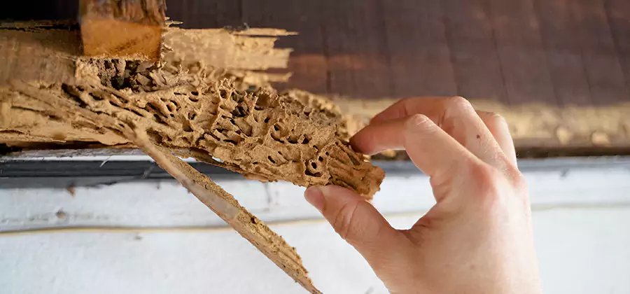 Pre-Purchase Termite Inspection in Kennesaw
