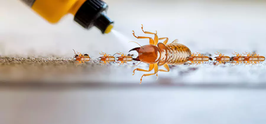 Foundation Termite Spraying Control in Kennesaw