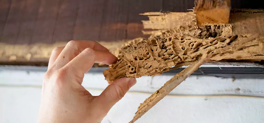 Pre-Construction Termite Treatment in Kennesaw