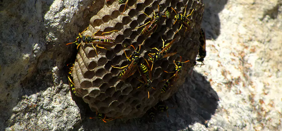 Wasp Nest in Tree Removal Kennesaw