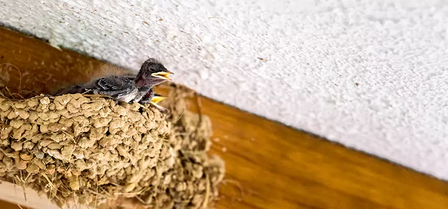 Bird Removal From House in Kennesaw