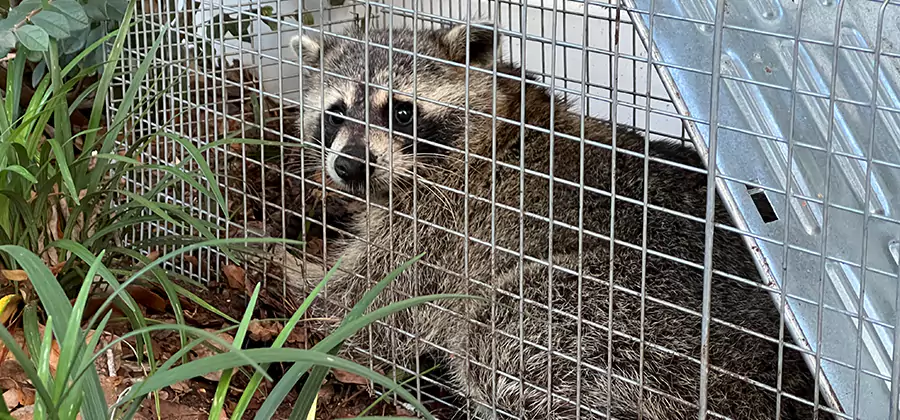 Wildlife Relocation Services in Kennesaw