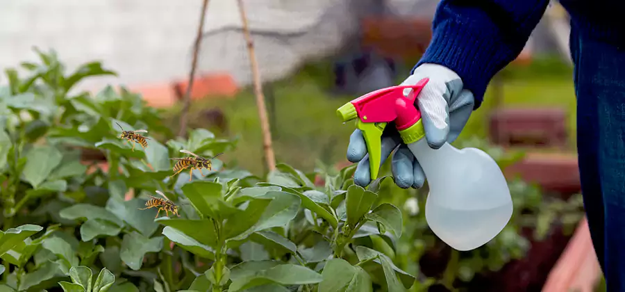 Yellow Jacket Pest Removal for Commercial Properties in Kennesaw