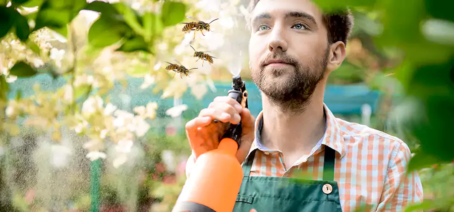 Yellow Jacket Wasp Removal in Kennesaw