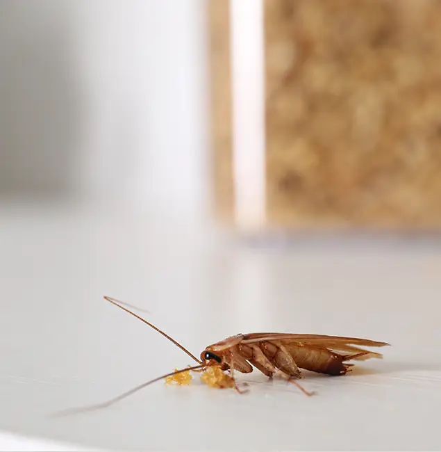 Why Kennesaw Pest Control Pro Stands Out in Kennesaw, GA?