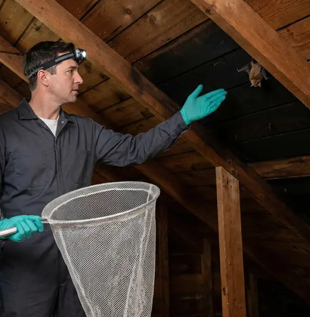 Why Kennesaw Pest Control Pro Is the Right Choice in Kennesaw, GA?