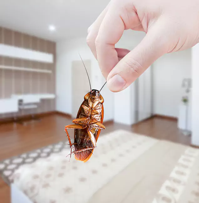 Why Kennesaw Pest Control Pro Stand Out for Bed Bug Fumigation in Kennesaw, GA?
