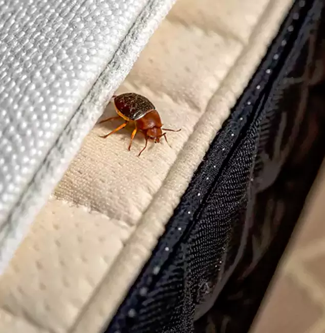 Why Choose Kennesaw Pest Control Pro for Bed Bug Treatment at Home in Kennesaw, GA?