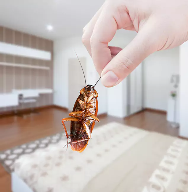 Why Kennesaw Pest Control Pro Stand Out For Bed Bug Inspection in Kennesaw, GA?