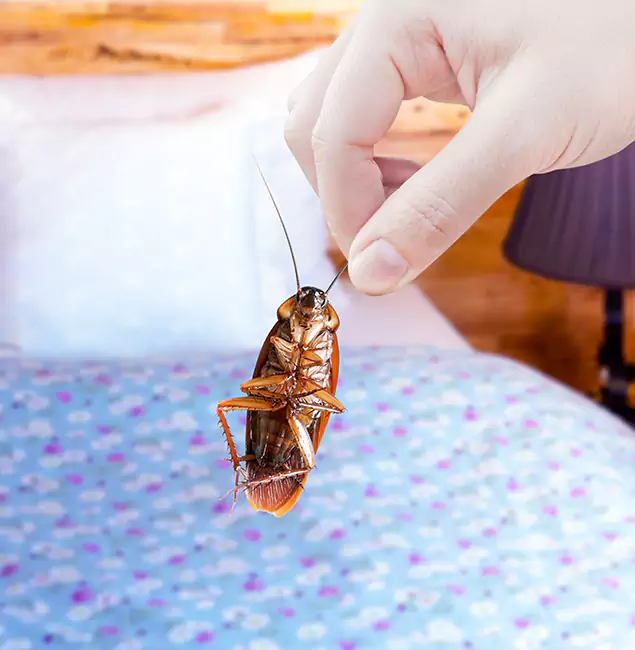 Why Choose Kennesaw Pest Control Pro for Bed Bug Treatment in Kennesaw, GA?