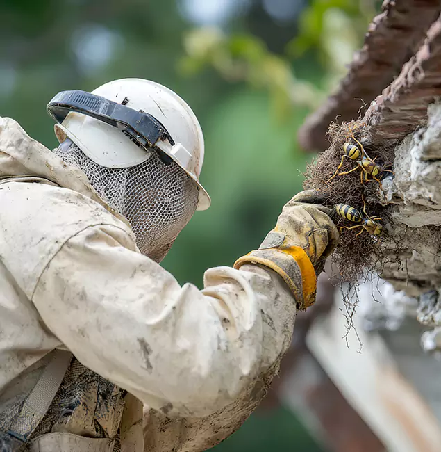 Why Kennesaw Property Owners Choose Kennesaw Pest Control Pro for Bee Exterminator?