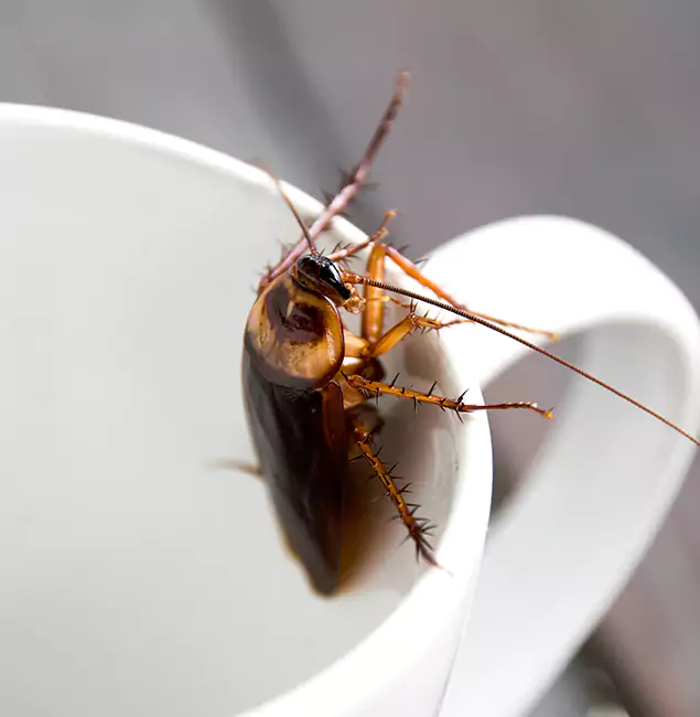 Why Kennesaw, GA Residents Trust Kennesaw Pest Control Pro for Cockroach Fumigation?