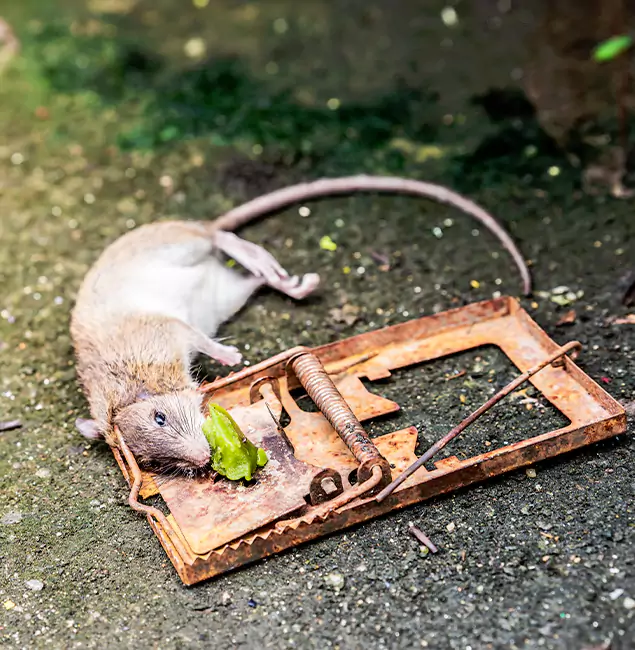 Why Kennesaw, GA Homeowners Trust Kennesaw Pest Control Pro for Rodent Removal?