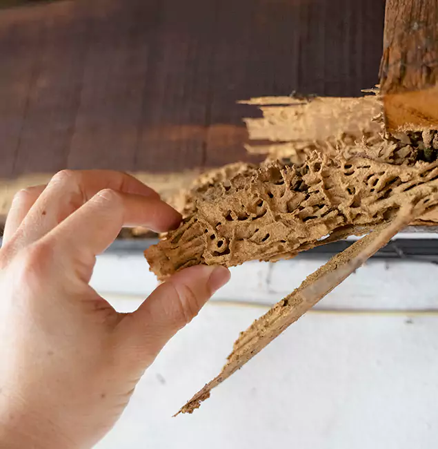 Why Choose Kennesaw Pest Control Pro in Kennesaw, GA?