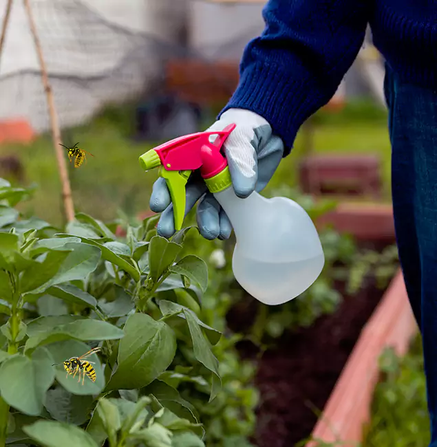 Why Kennesaw Homeowners Choose Kennesaw Pest Control Pro for Honey Bee Removal?
