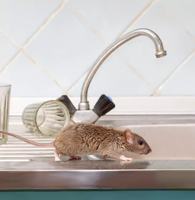 Why Kennesaw, GA Trusts Kennesaw Pest Control Pro for Humane Rodent Control?