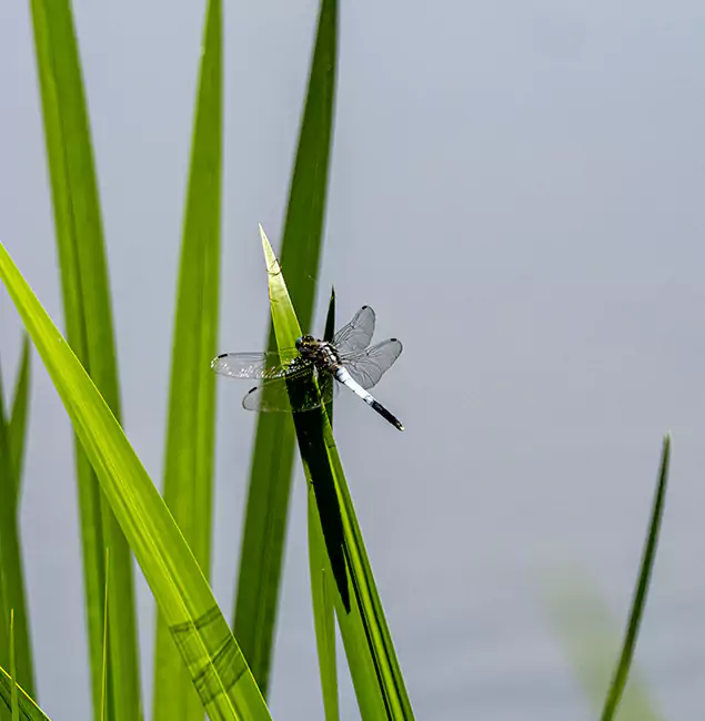 Why Kennesaw Families Trust Kennesaw Pest Control Pro for Mosquito Prevention?