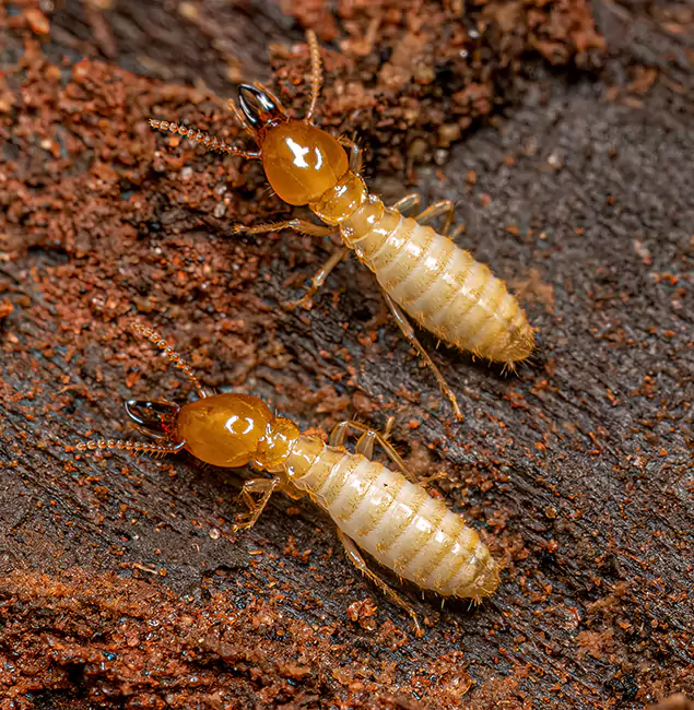 Why Choose Kennesaw Pest Control Pro for Termite Treatment Without Tenting in Kennesaw, GA?