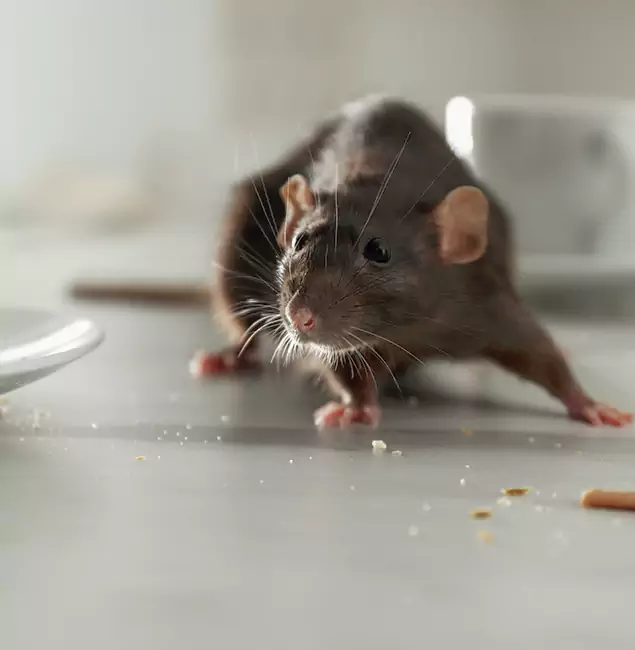 Why Choose Kennesaw Pest Control Pro for Rodent Control in Kennesaw, GA?