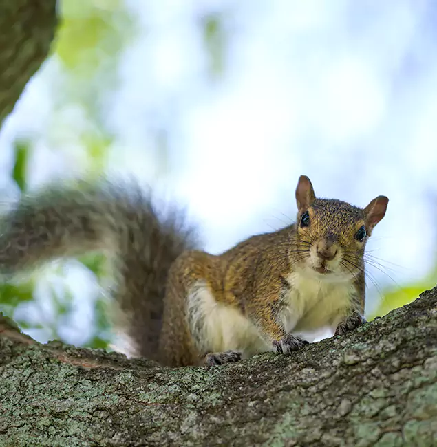 Why Kennesaw, GA Relies on Kennesaw Pest Control Pro for Squirrel Pest Control?