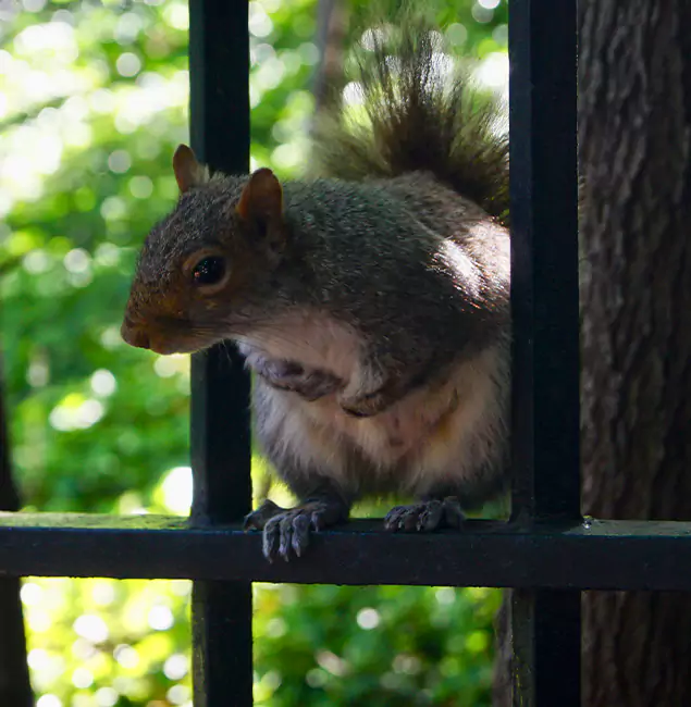 Why Kennesaw, GA Chooses Kennesaw Pest Control Pro for Squirrel Removal?