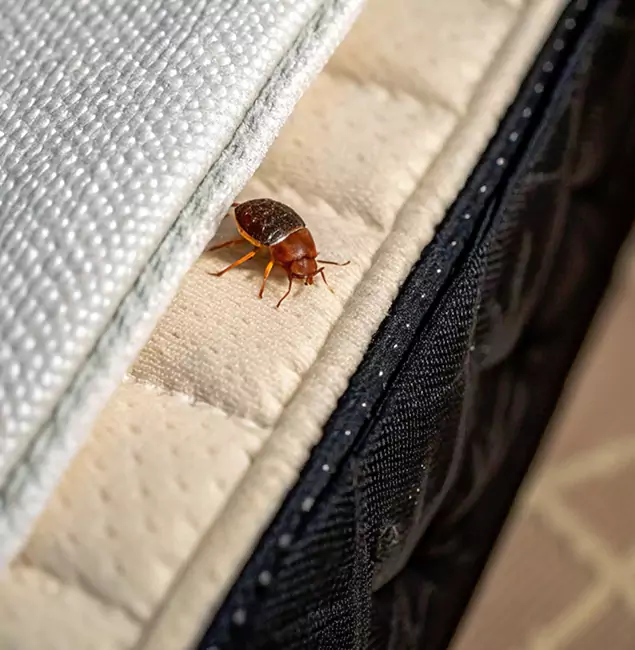 Why Kennesaw Homeowners Trust Kennesaw Pest Control Pro for Tick Treatment?
