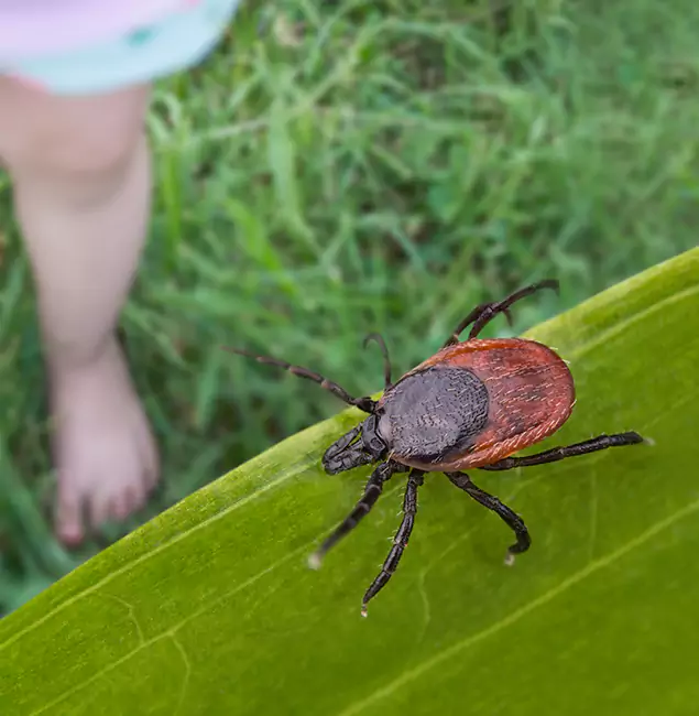 Why Kennesaw Homeowners Choose Kennesaw Pest Control Pro for Tick Extermination?