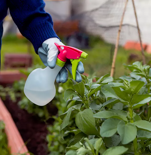 Why Kennesaw Relies on Kennesaw Pest Control Pro for Wasp Control Services?