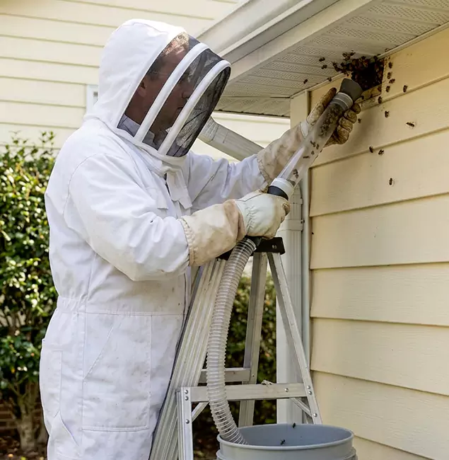 Why Kennesaw Trusts Kennesaw Pest Control Pro for Wasp Control?