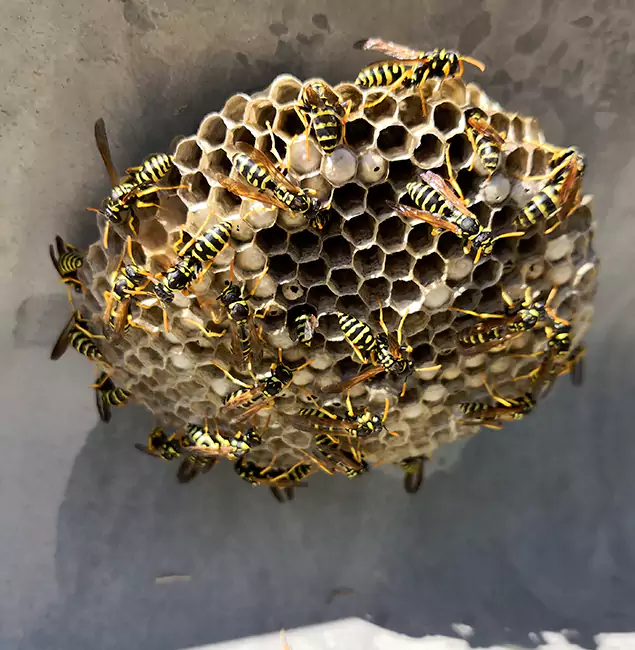 Why Kennesaw Chooses Kennesaw Pest Control Pro for Wasp Control Services?