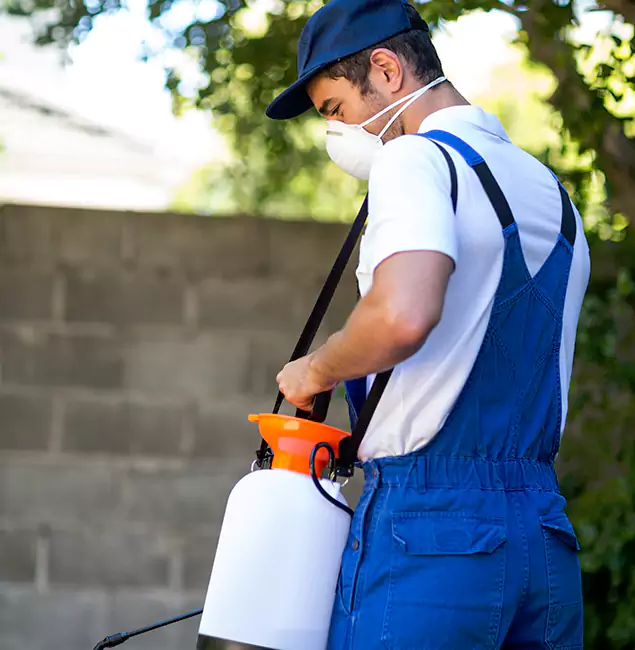 Why Kennesaw Pest Control Pro Is the Right Choice for Yellow Jacket Removal in Kennesaw, GA?